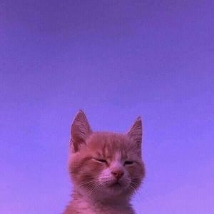 Meet your Posher, Clyde